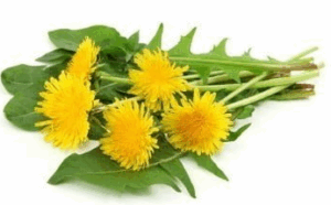Dandelion Root
