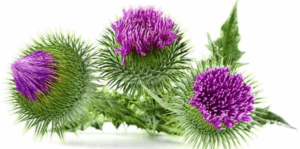 Milk Thistle Extract